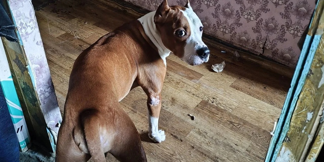 Спасите Бакса!