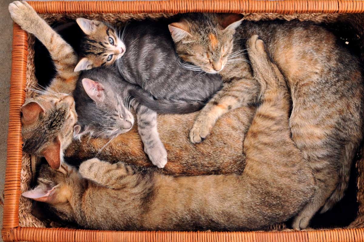Фото с сайта: https://storage.googleapis.com/dcogkuzgcekyze/cat-sleeping-in-basket.html