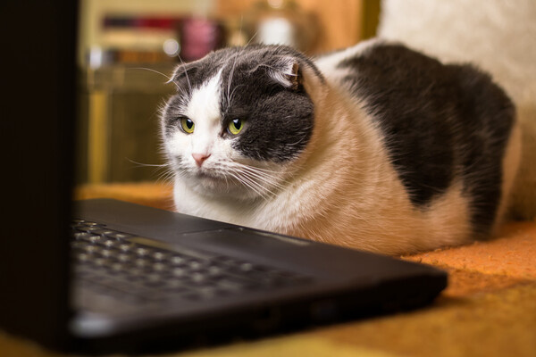 osobystist/Shutterstock/FOTODOM   📷