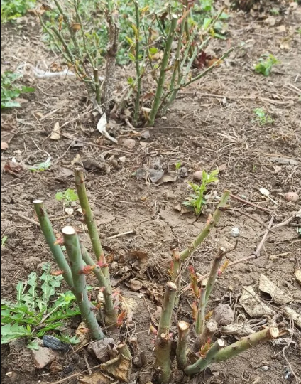 Инжир как роза: режьте смело ради главного урожая