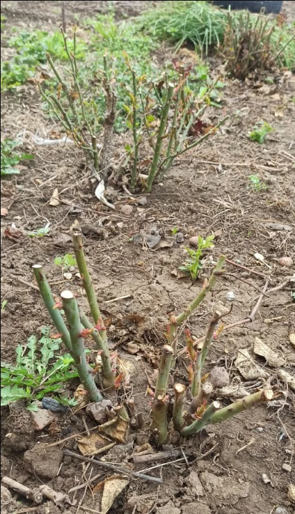 Розы после обрезки.