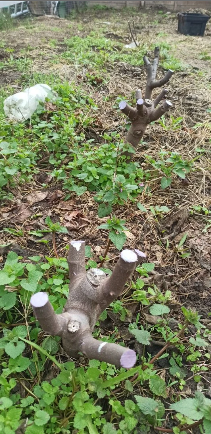 Инжир после обрезки на пенек.