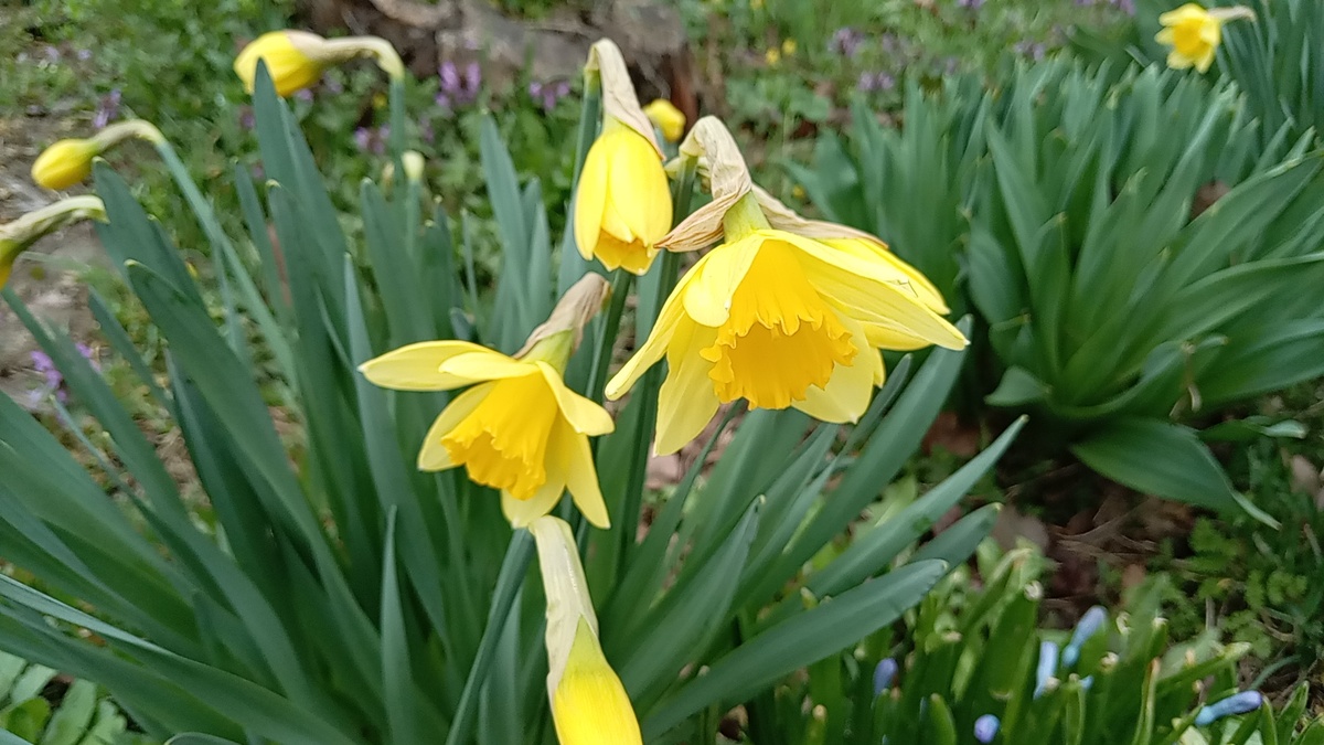 Вот так зацвели нарциссы 