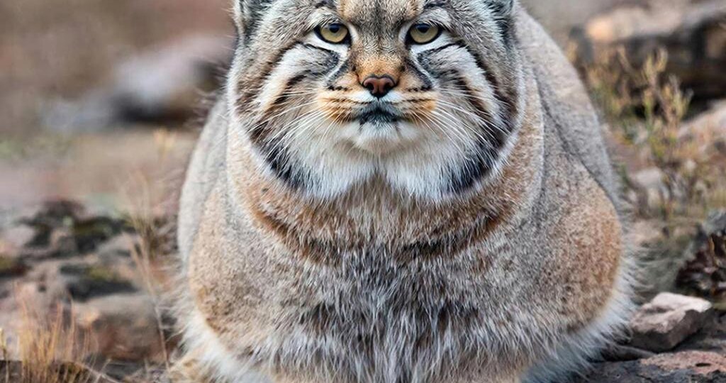 Почему всех так волнует Манул?