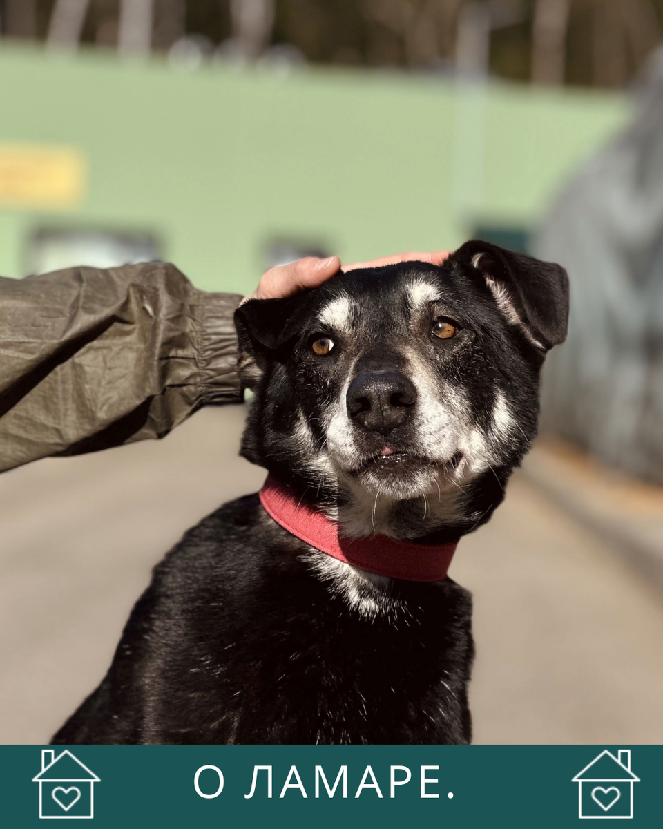 Ламар на недавней фотосессии в приюте. 