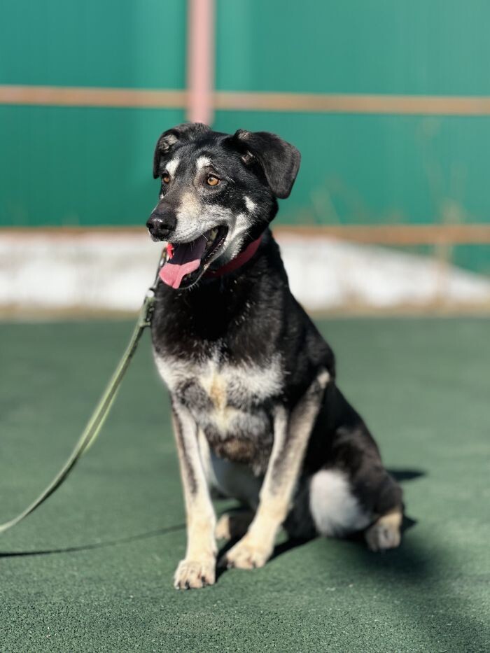 Ламар ждеn Вас в приюте Пушистый друг Москва ТиНАО.