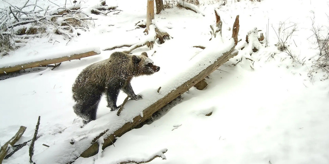 Медведи массово выходят из спячки в Республике Алтай