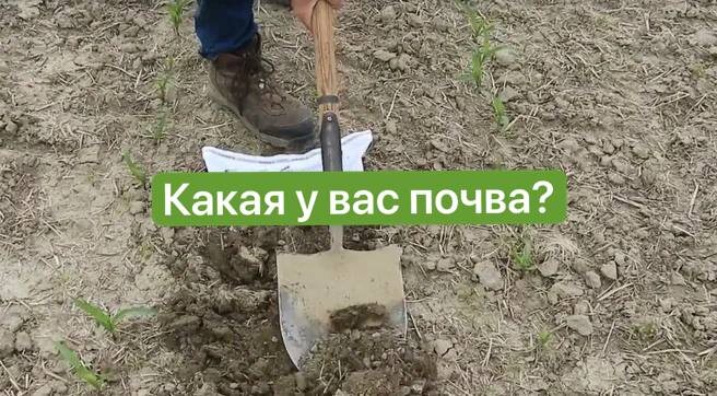 Как почва влияет на плодородие? Тест на определения типа почвы