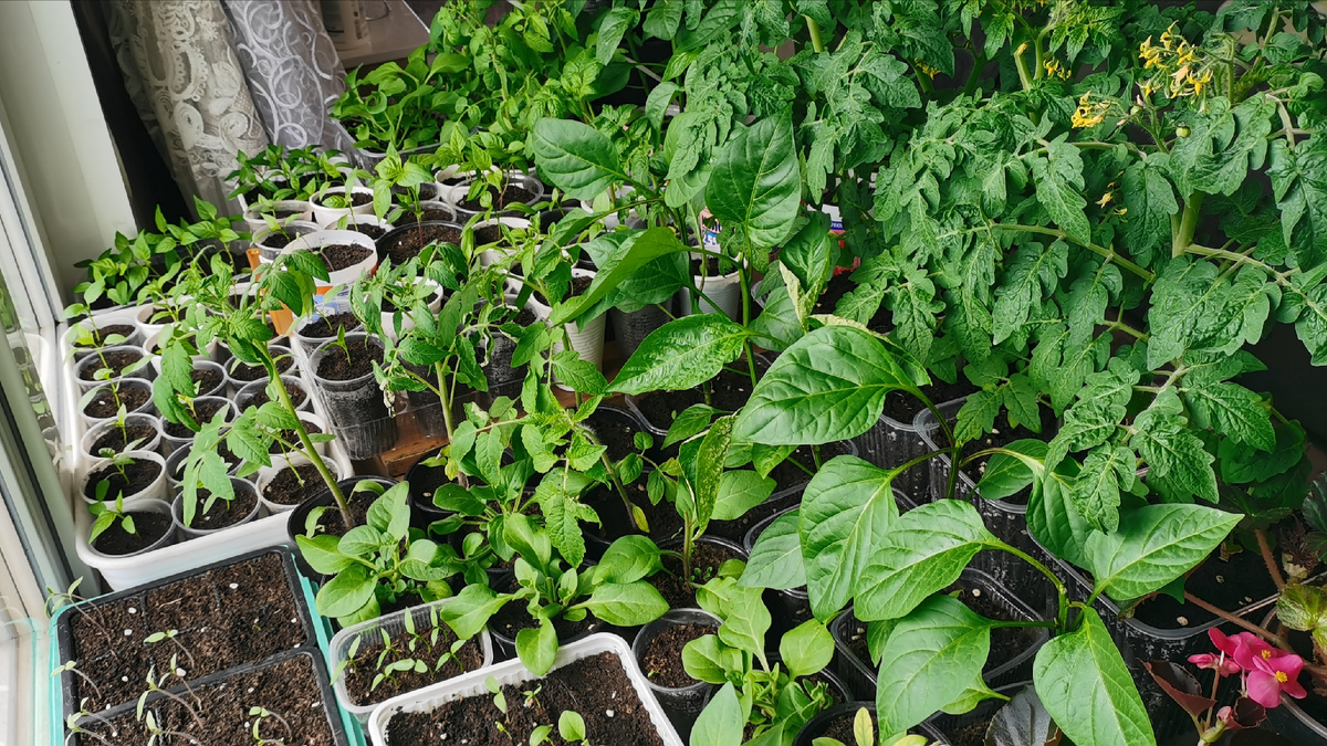 Все растет отлично! 