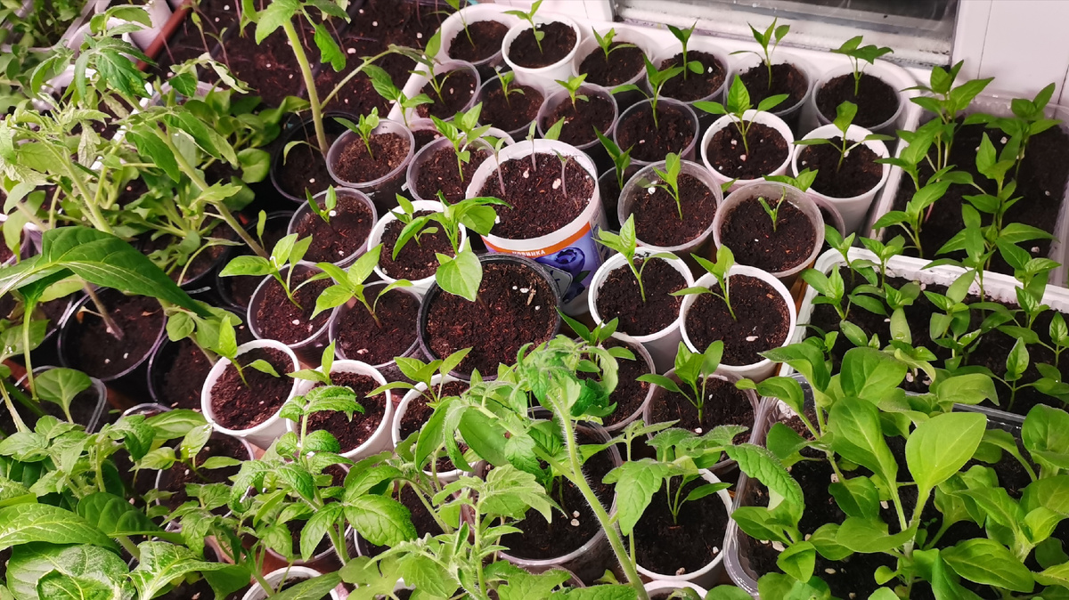 Перцы рассажены по стаканчикам 200 мл. 