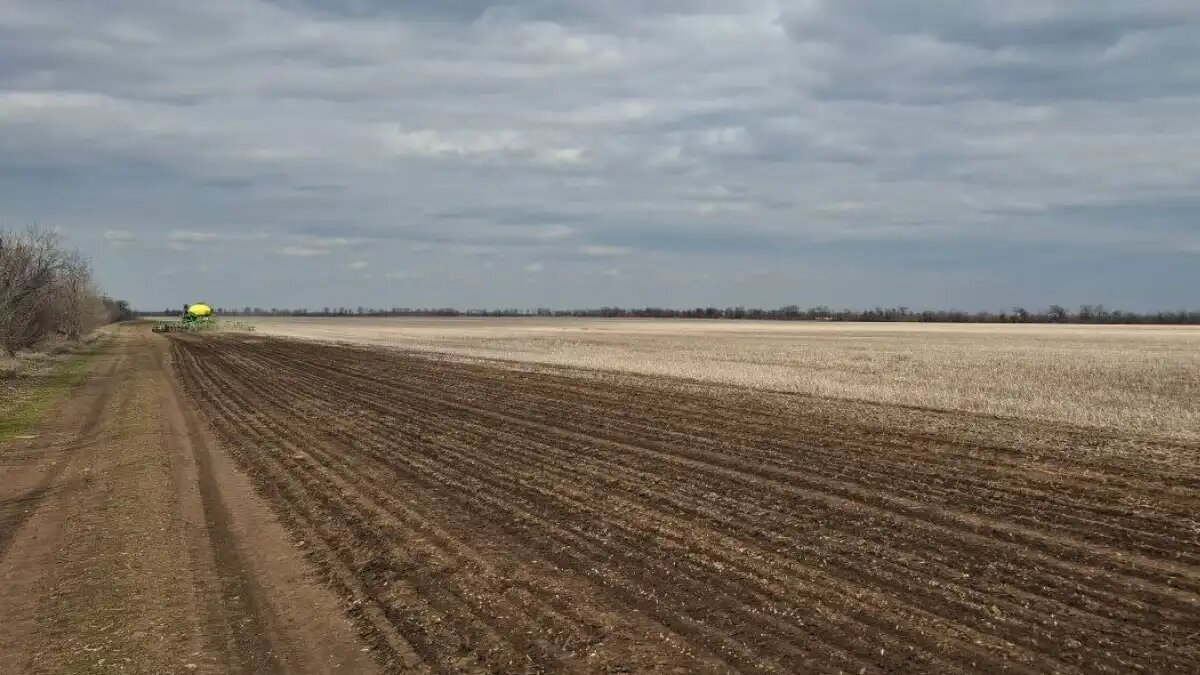 Фото: Агролига России
Новинка на подходе: госиспытания сорта гороха ГАЛС на финальной стадии