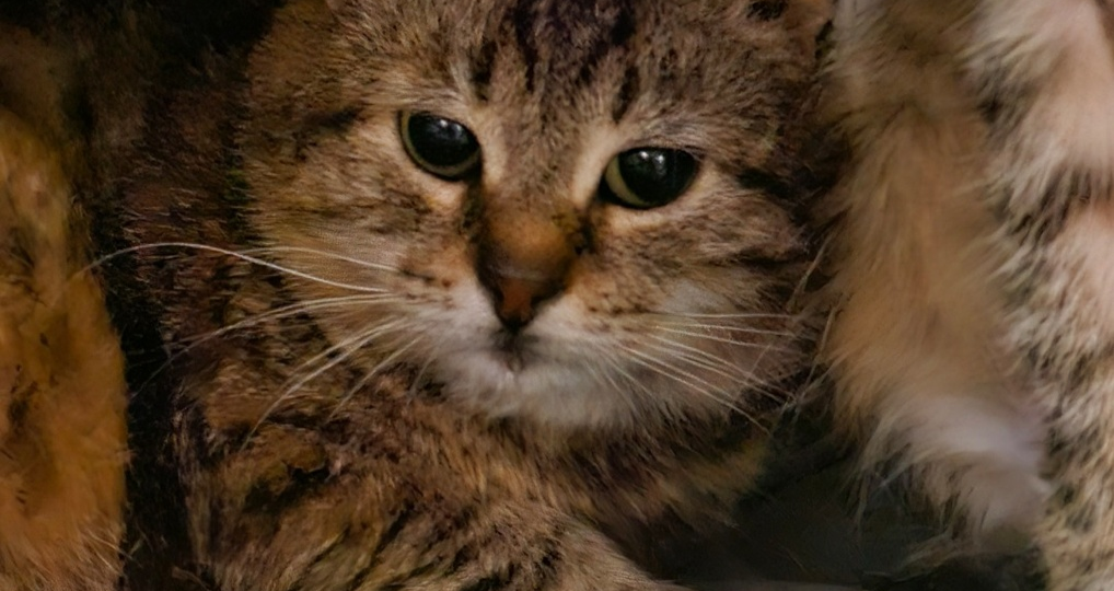 Она примерзала там шерстью к венкам, а теперь...