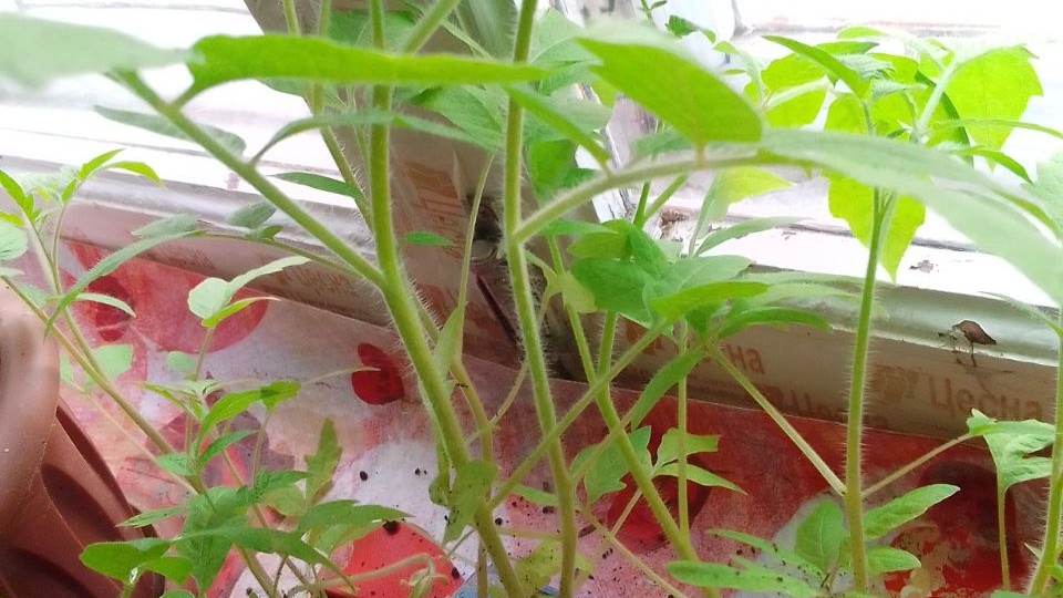 Рассада помидоров: секреты успешного выращивания