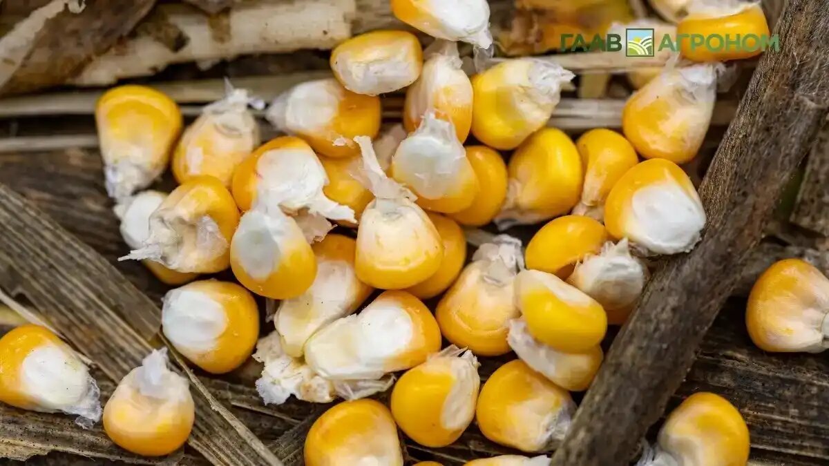 Фото:© Виталий Рыбалко / Glavagronom.ru
В текущем сезоне Россия существенно наращивает экспорт кукурузы в Турцию