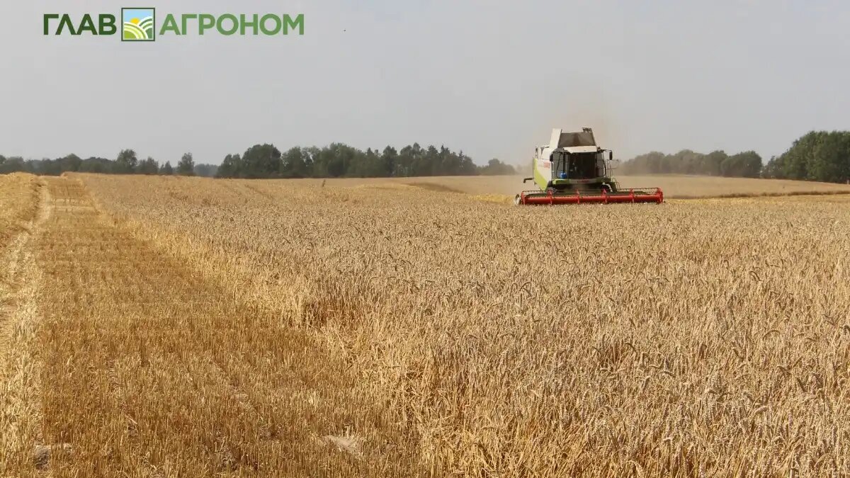 Фото:© Владимир Исаенко / Glavagronom.ru
Цены на пшеницу в Чикаго растут нафоне эскалации конфликта на Ближнем Востоке и погодных рисков