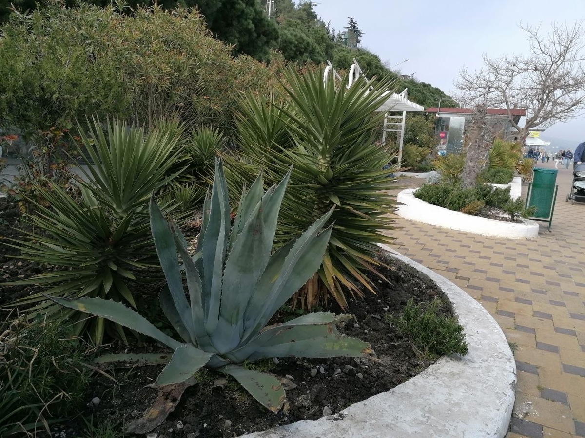 Голубая агава в компании других растений. 