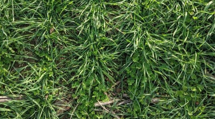    Фото: Martin-Gatton CAFE