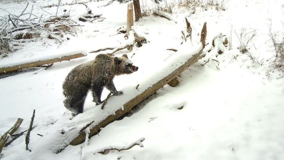 На Алтае началось массовое пробуждение медведей