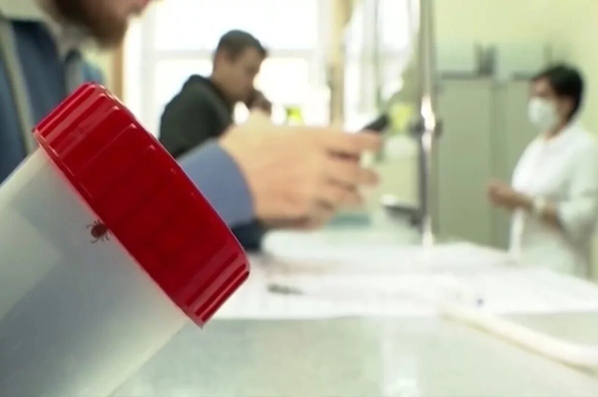    В Хабаровском крае проснулись клещи, двое человек уже пострадали от укусов