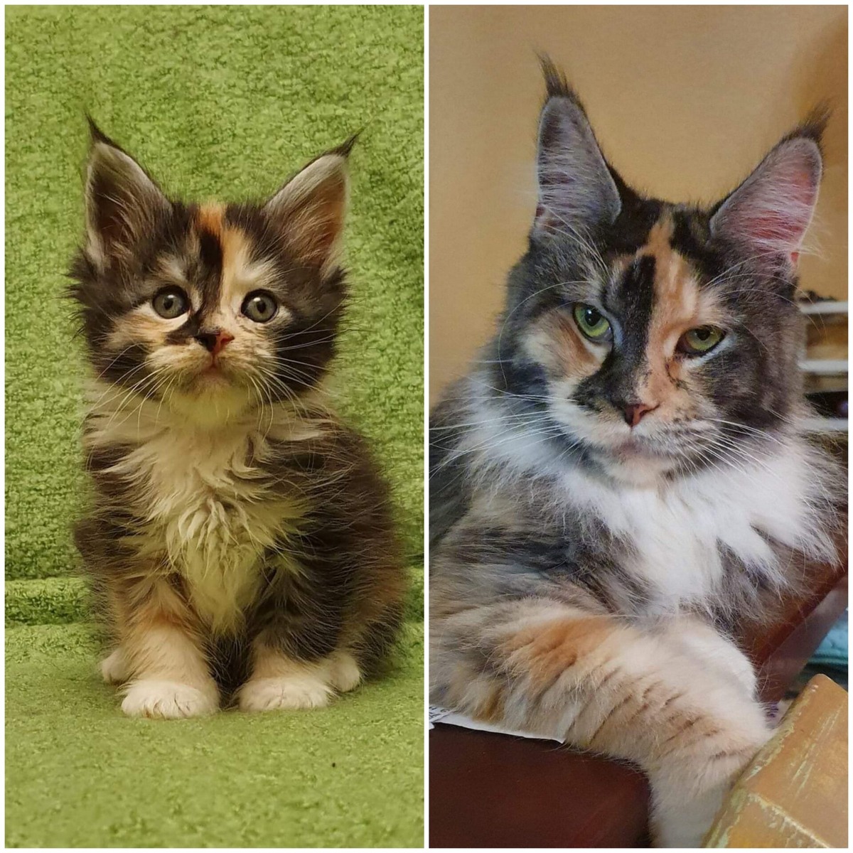 Кошка мейн-кун. от котенка до взрослой кошки.