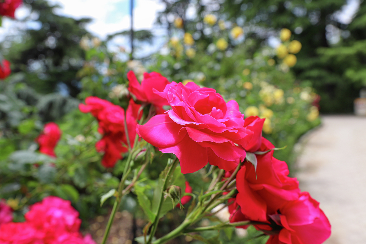 Розы в Никитском ботаническом саду
© Туристический портал Республики Крым, Надежда Дудина