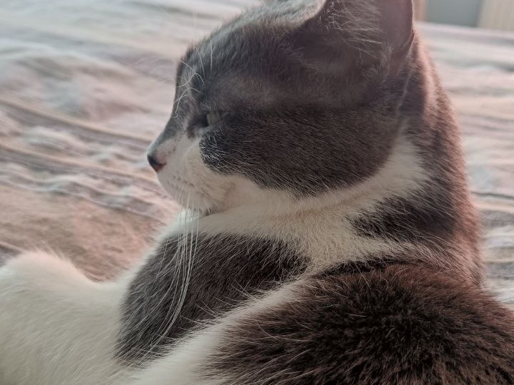 Весна вступает в свои права, об этом напоминают крокусы ( ролик с канала ВДНХ) и конечно, Шуня и Бася