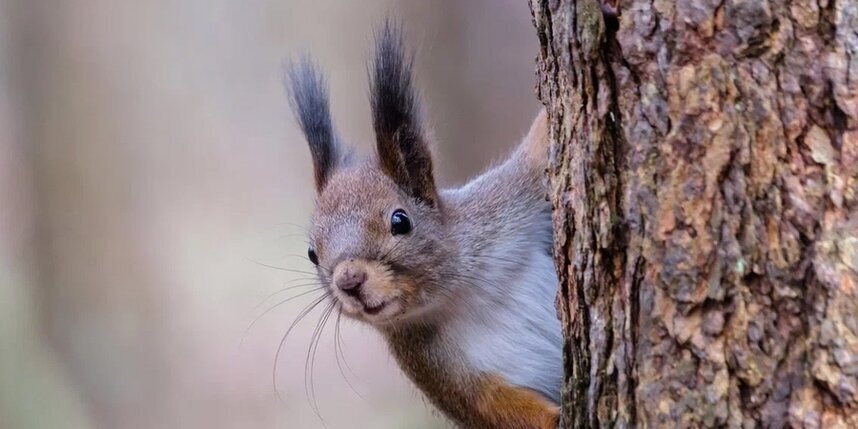    Алёна Бобрович