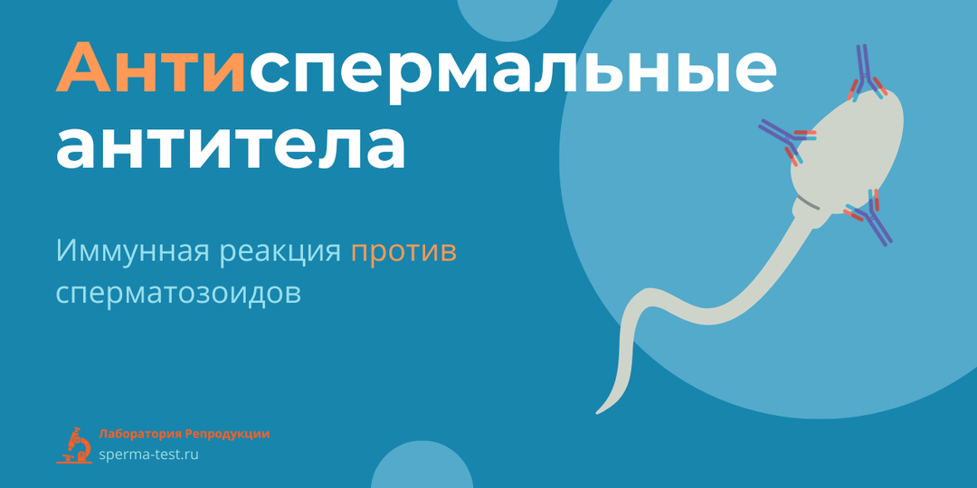 Антитела против сперматозоидов у мужчин