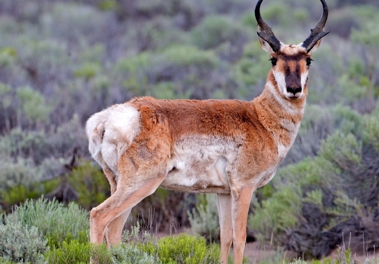 Вилорог: фото, описание и особенности содержания самого быстрого копытного в мире