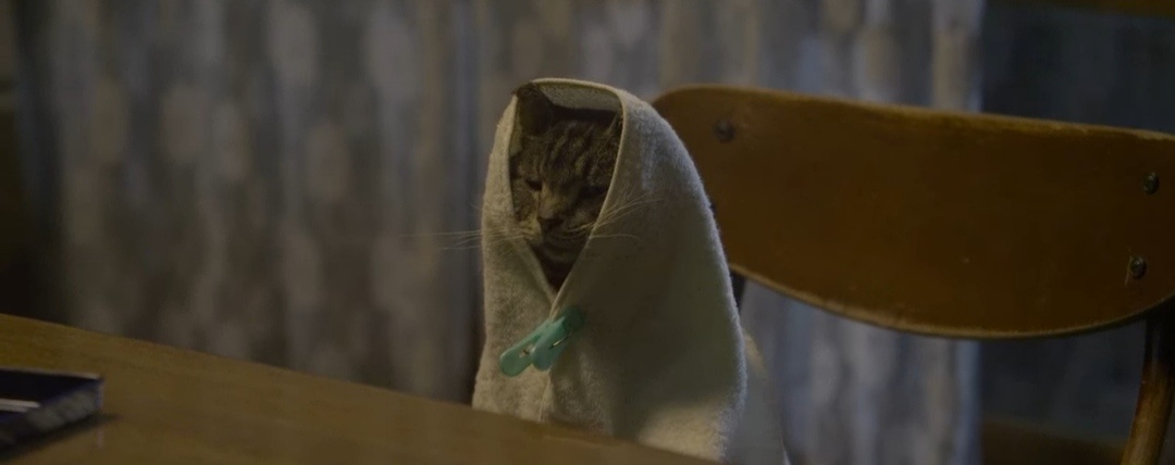 Любимый кадр из фильма. Капуста( имя кота) в полотенце с прищепкой 
