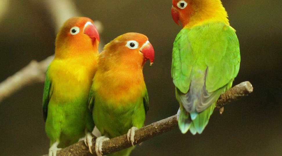 Попугай неразлучник Фишера: фото, уход и содержание в домашних условиях