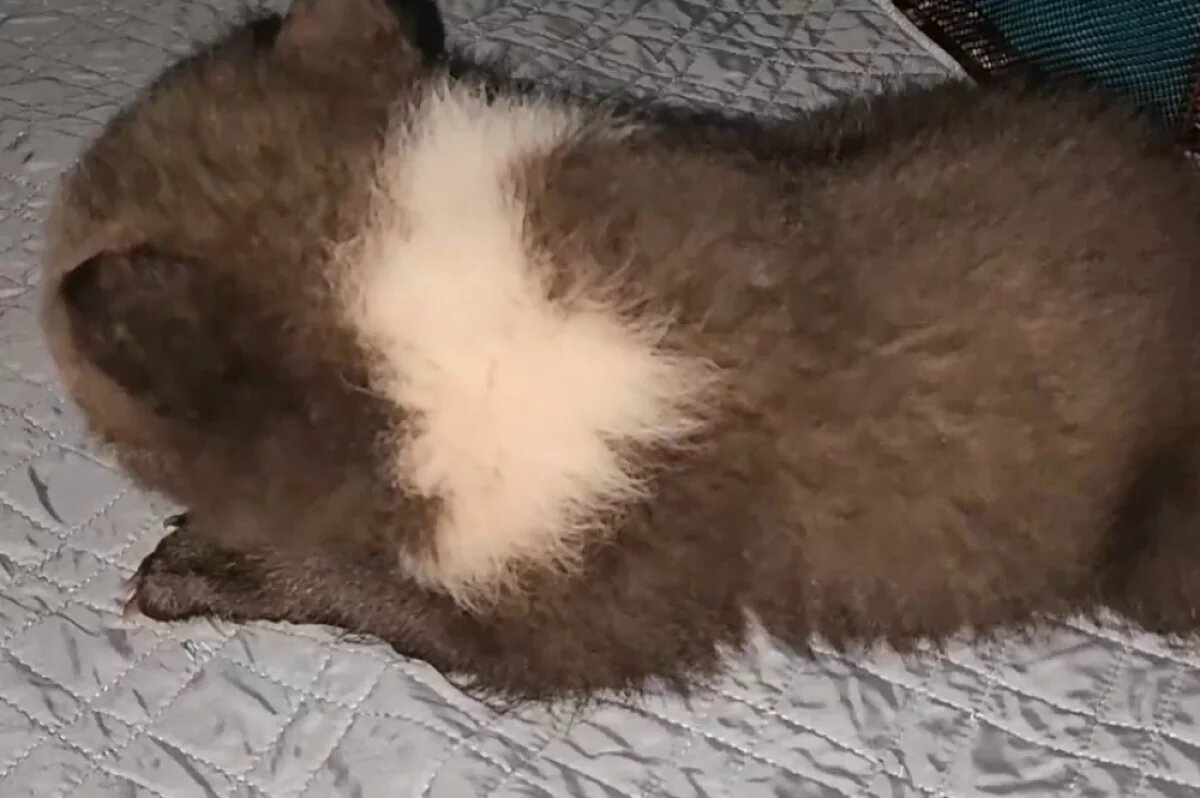    В Центре спасения медвежат в Тверской области обновили игровую зону