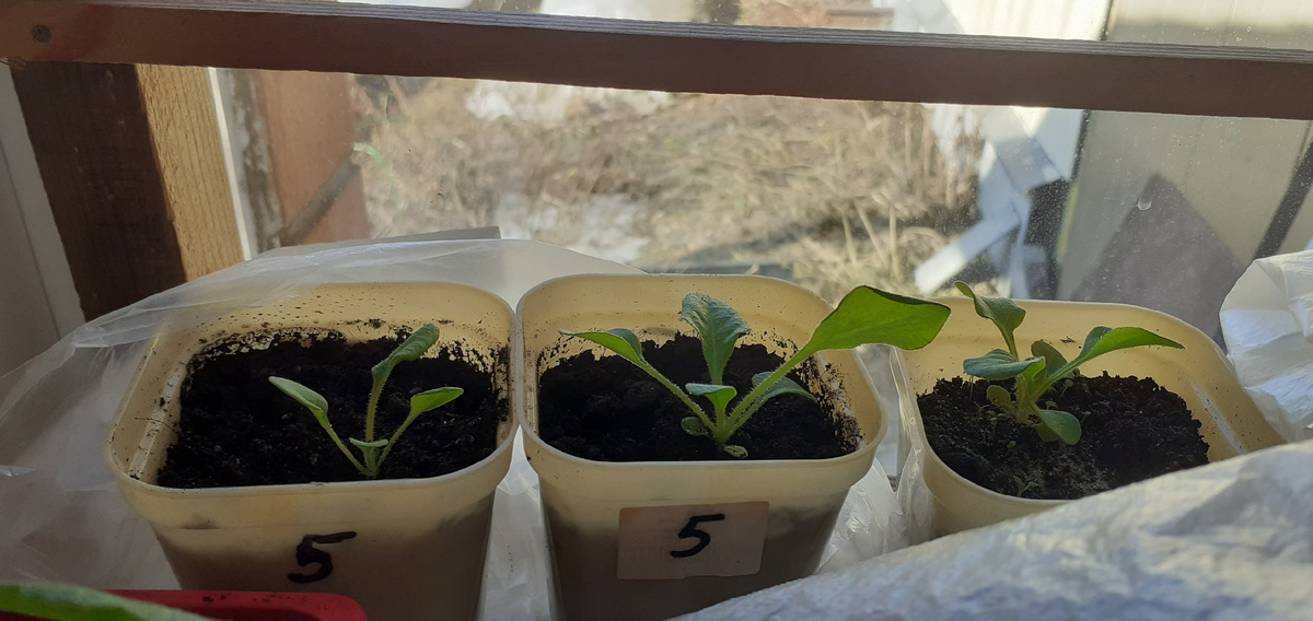 ФЕВРАЛЬСКИЕ СЕЯНЦЫ:№ 5 Дип Роуз и за ним № 1 Бланманже