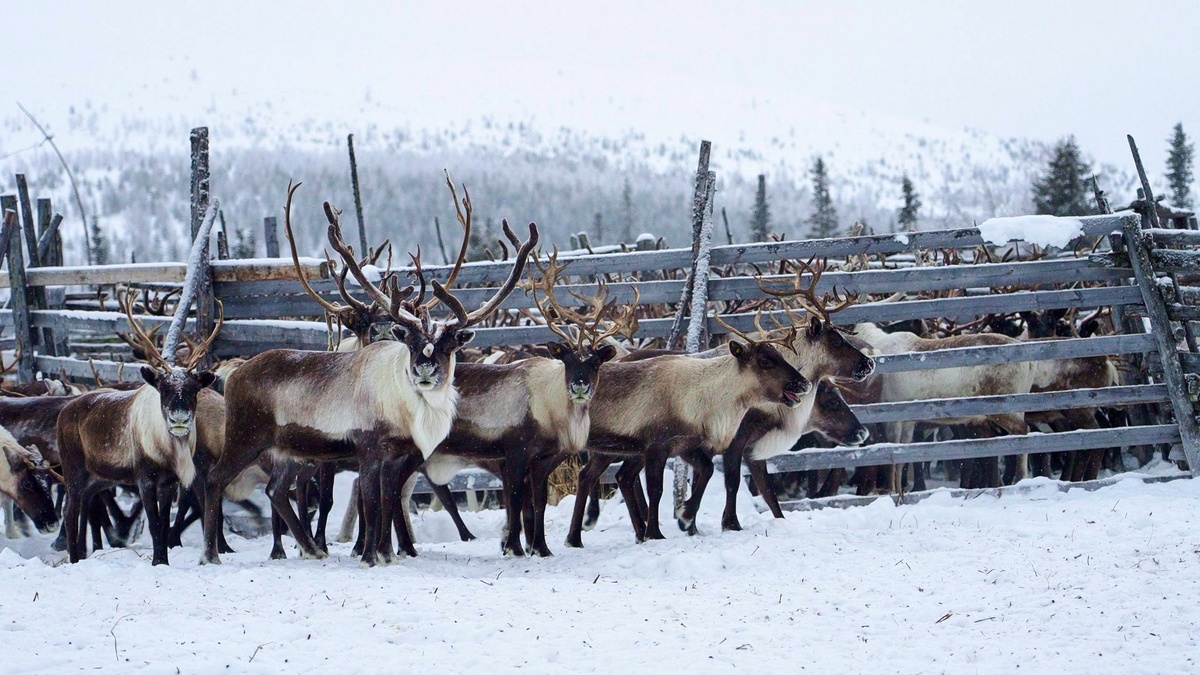    Оленеводы Югры получат финпомощь на содержание поголовья
