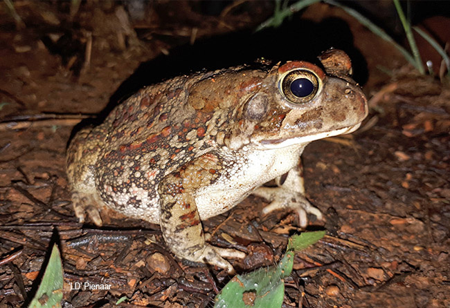 Оливковая жаба (Bufo garmani): содержание дома, уход, фото и чем кормить