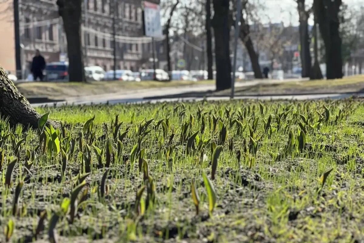    127 тысяч летних растений планируют высадить в Пскове с мая