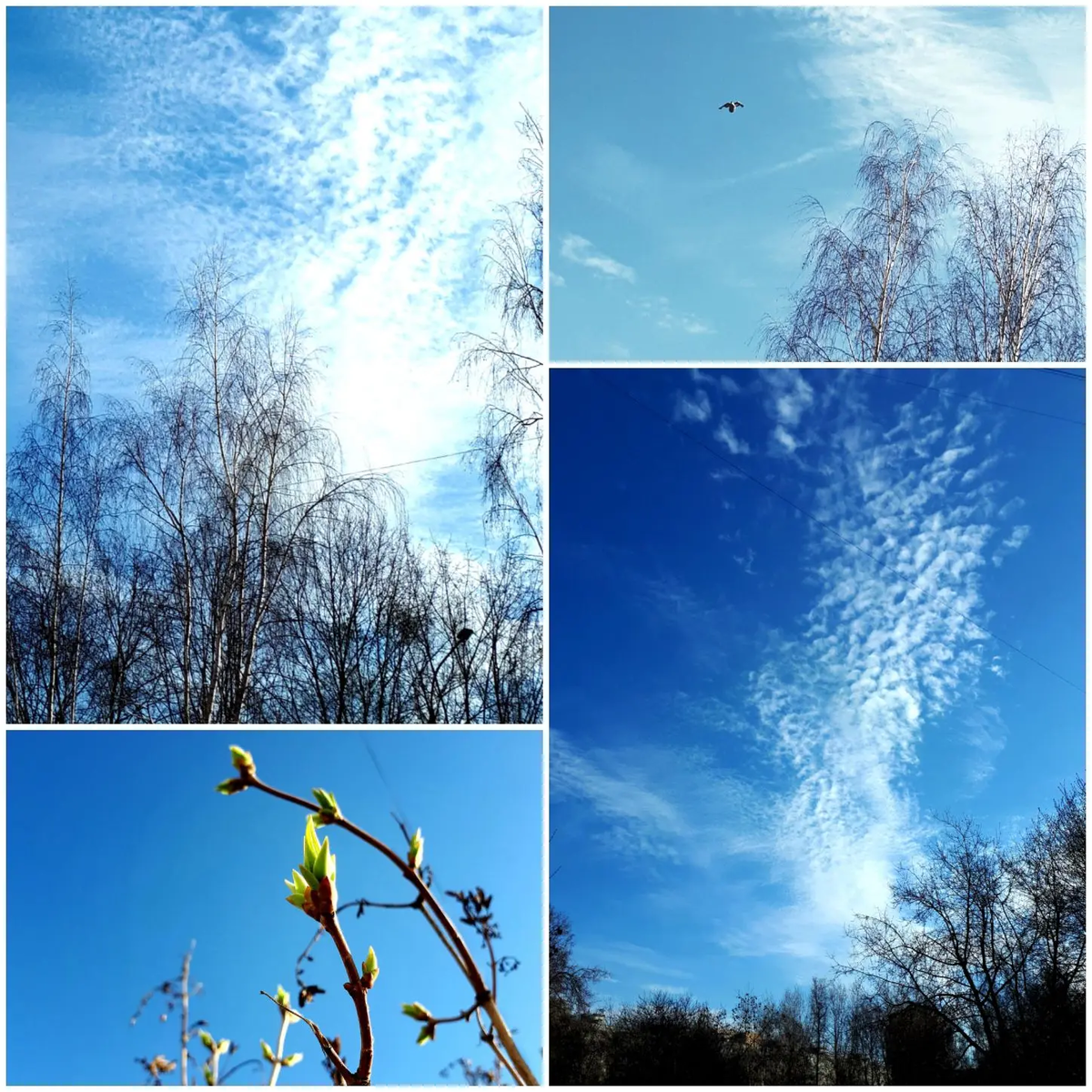 Коллаж автора статьи 31.03.2026г.