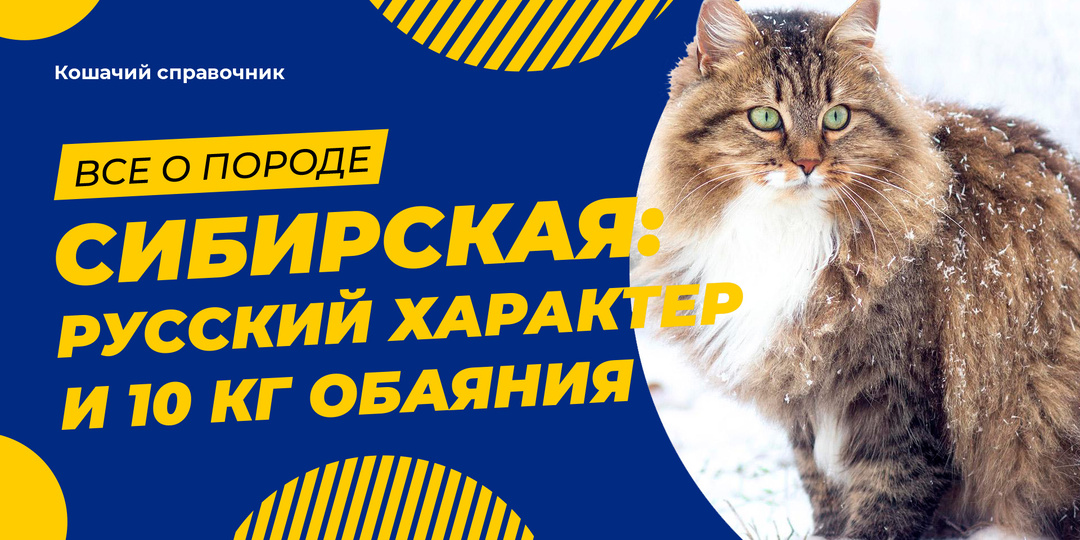 Сибирская кошка: русский характер и 10 кг обаяния. Все о породе.