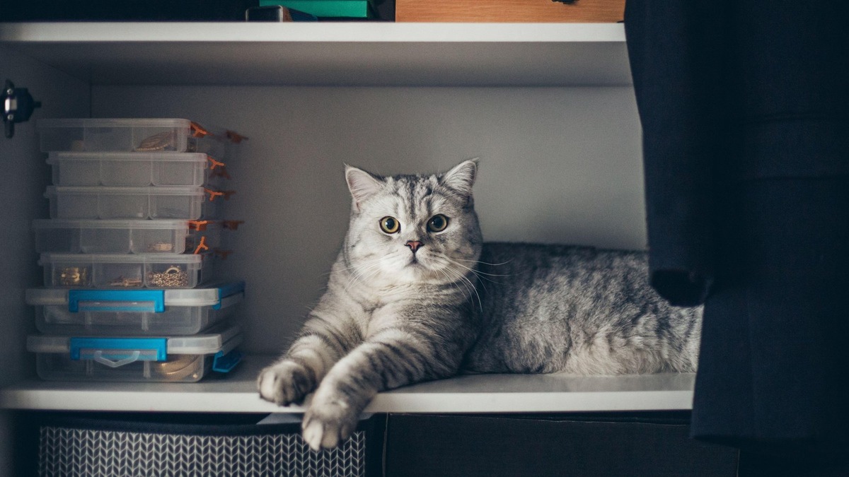    Естественное любопытство кошки направлено на изучение каждой части ее территории