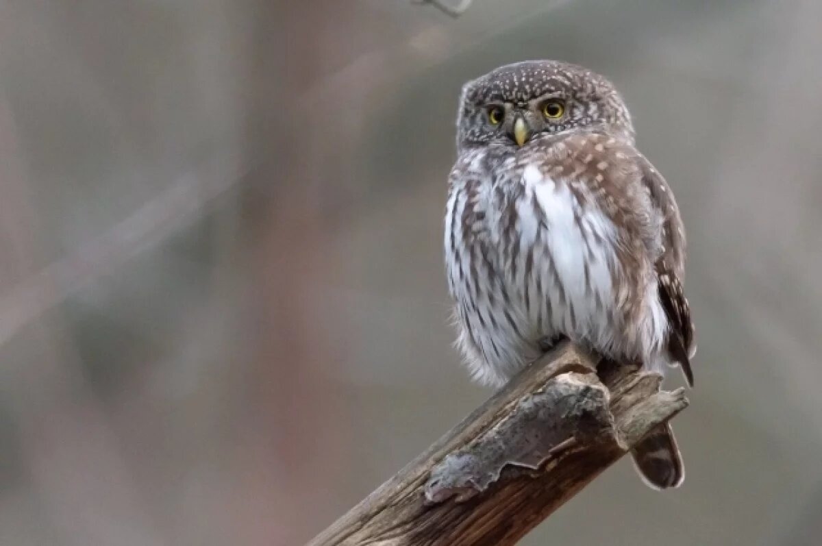    Юрист пояснил, почему фото с совами в Перми незаконны
