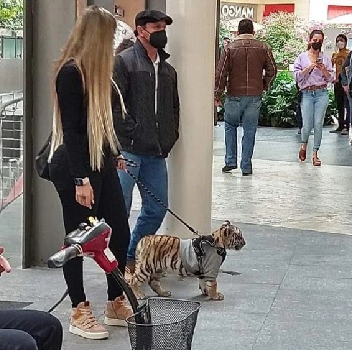 Женщина с бенгальский тигром на прогулке.