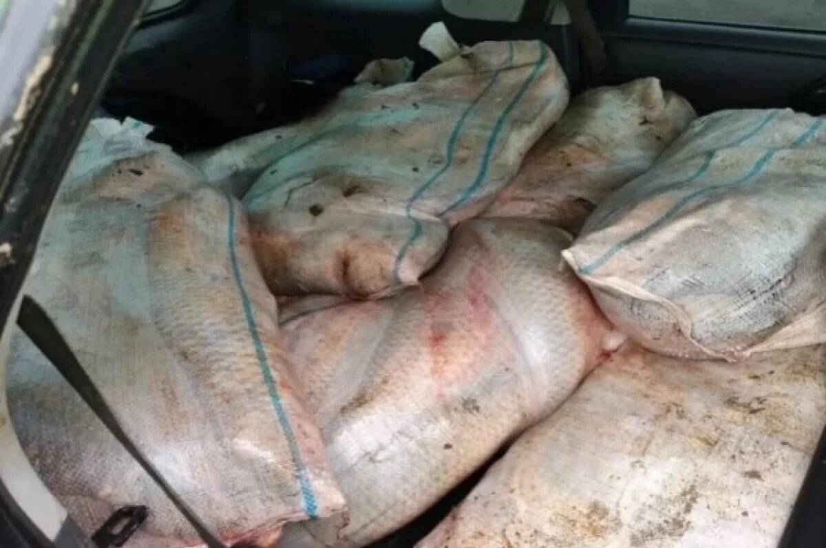    267 килограммов рыбы без документов нашли в машине астраханца на трассе
