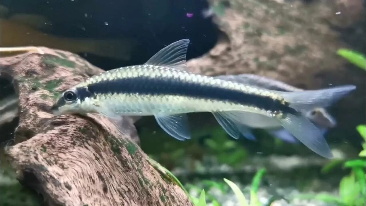 Сиамский водорослеед в работе: очистка декораций от водорослевых обрастаний. Обратите внимание на его сосредоточенное „трудолюбие“!