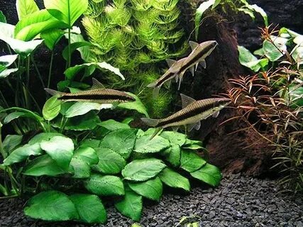 В аквариуме рыбка не вырастает больше 14 см. Одна из возможных причин - стесненные условия проживания