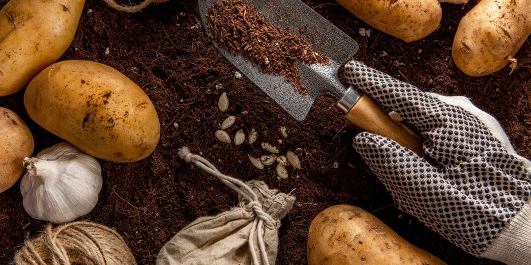 0,5 литра уксуса на ведро воды — и проволочник уползает в ужасе: все дачники должны знать