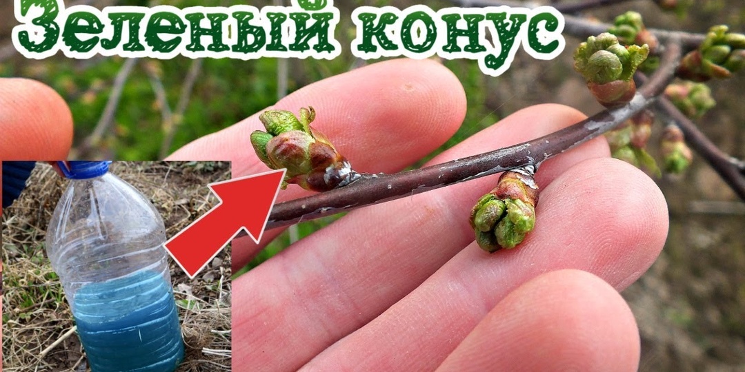 Чем обработать яблони по зеленому конусу