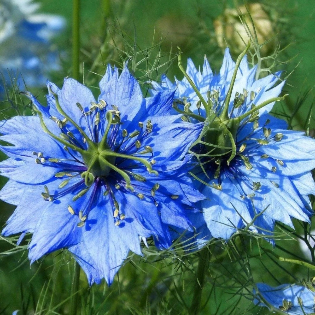 Растение чёрный тмин