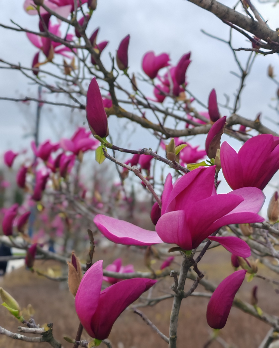 Магнолия в парке Галицкого❤️ 