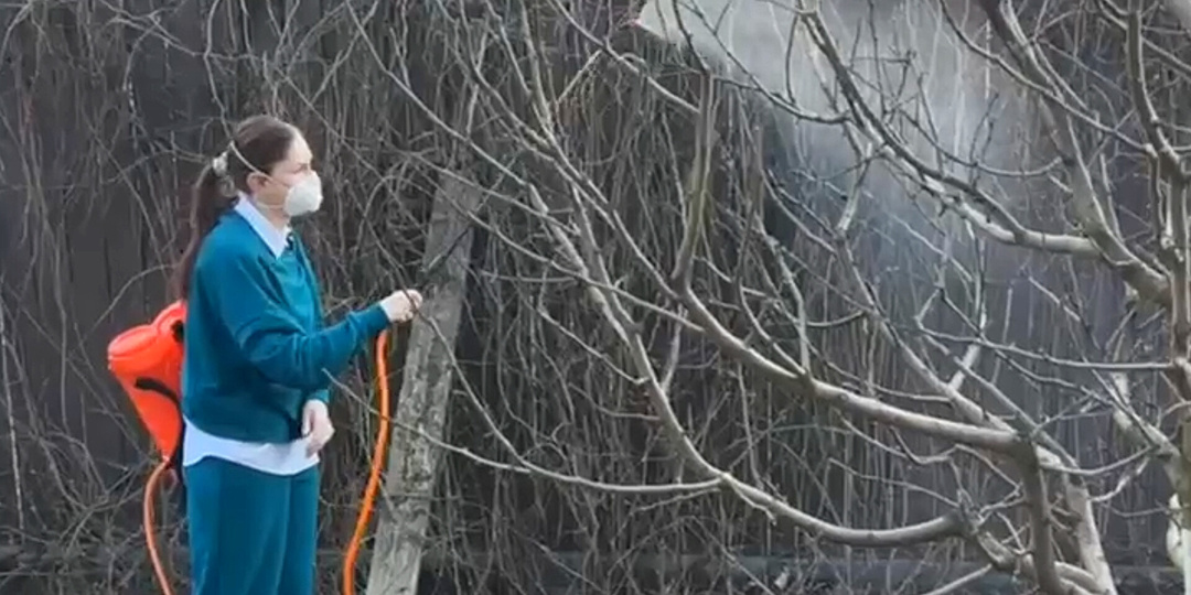 Первая обработка сада весной: как помочь деревьям проснуться и не навредить