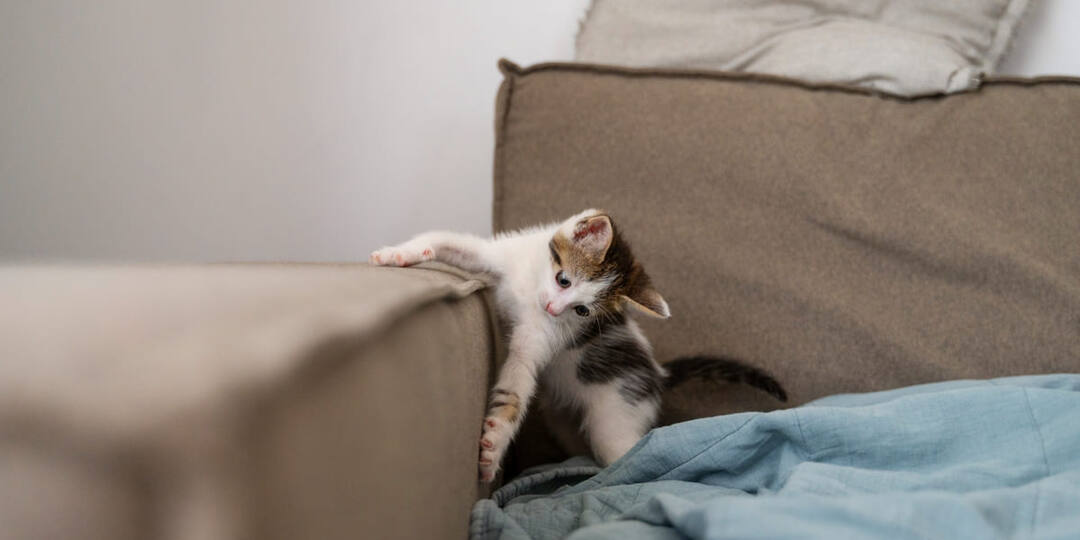 Просто заливаю 2 ложки уксуса и воду — и запаха кошачьей мочи как будто и не было: кошатники знают